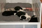 Snowsilk Whelping Box